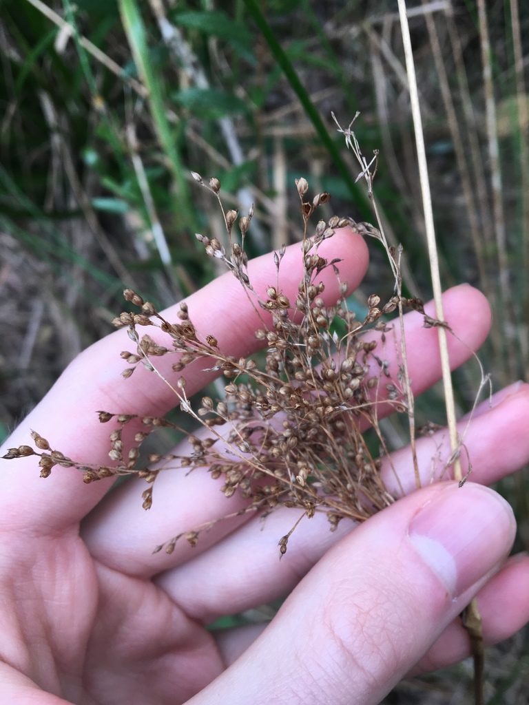 Juncus mollis, photographed by Thomas Mesaglio