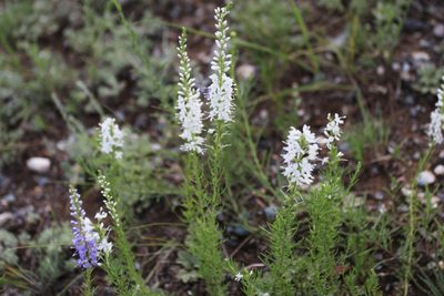 Veronica pinnata, photographed by Нурхайдарова Татьяна