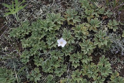 Convolvulus ammannii, photographed by Нурхайдарова Татьяна
