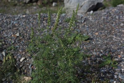Nepeta annua, photographed by Нурхайдарова Татьяна