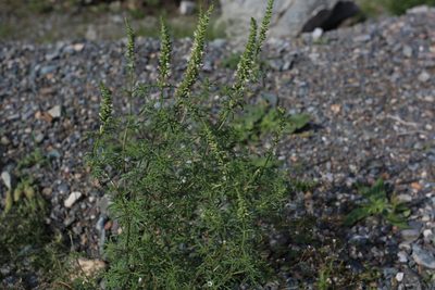 Nepeta annua, photographed by Нурхайдарова Татьяна