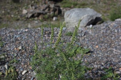 Nepeta annua, photographed by Нурхайдарова Татьяна