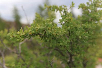 Lonicera microphylla, photographed by Нурхайдарова Татьяна