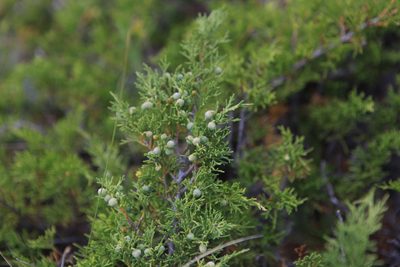 Juniperus sabina, photographed by Нурхайдарова Татьяна