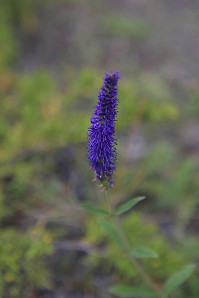 Veronica porphyriana, photographed by Нурхайдарова Татьяна