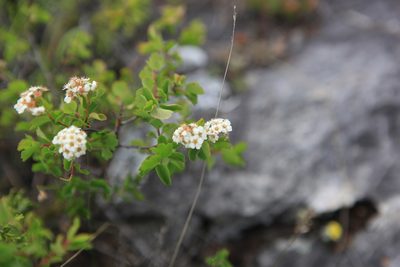 Spiraea trilobata, photographed by Нурхайдарова Татьяна