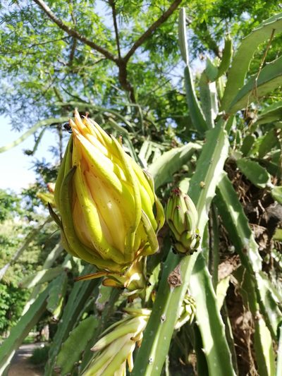 Selenicereus costaricensis, photographed by Carlos Bolaños