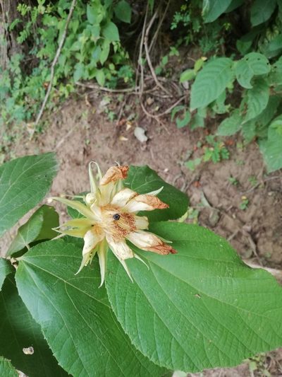 Luehea candida, photographed by Carlos Bolaños