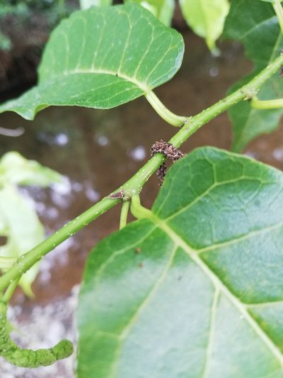 Maclura tinctoria, photographed by Carlos Bolaños