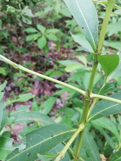Alibertia edulis, photographed by Carlos Bolaños
