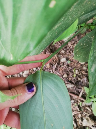 Maranta arundinacea, photographed by Carlos Bolaños