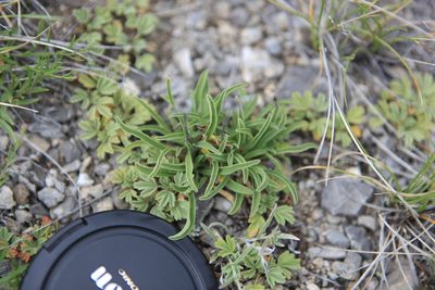 Gentiana decumbens, photographed by Нурхайдарова Татьяна