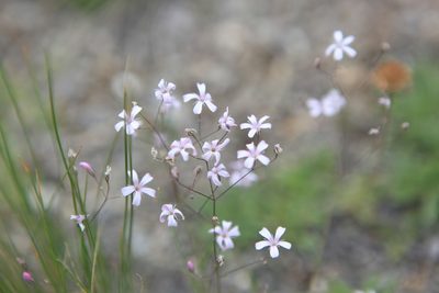 Gypsophila patrinii, photographed by Нурхайдарова Татьяна