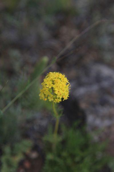 Patrinia intermedia, photographed by Нурхайдарова Татьяна