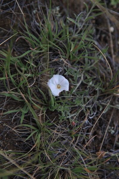 Convolvulus ammannii, photographed by Нурхайдарова Татьяна