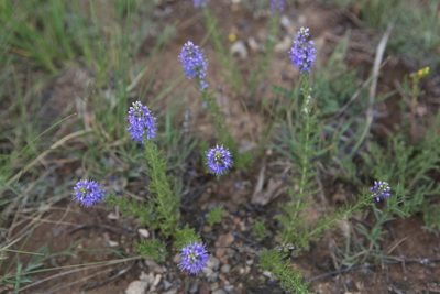 Veronica pinnata, photographed by Нурхайдарова Татьяна