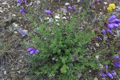 Dracocephalum peregrinum, photographed by Нурхайдарова Татьяна