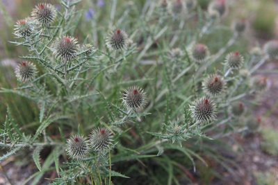 Ancathia igniaria, photographed by Нурхайдарова Татьяна
