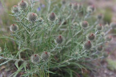 Ancathia igniaria, photographed by Нурхайдарова Татьяна