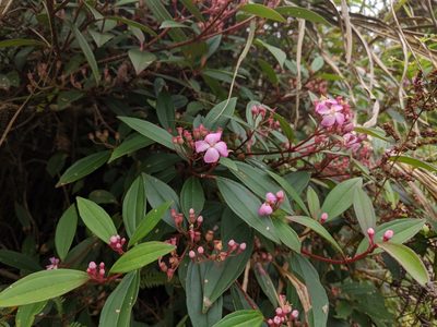 Medinilla fengii, photographed by Cheng-Te Hsu
