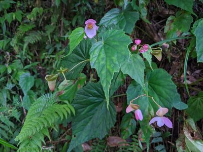Begonia formosana, photographed by Cheng-Te Hsu