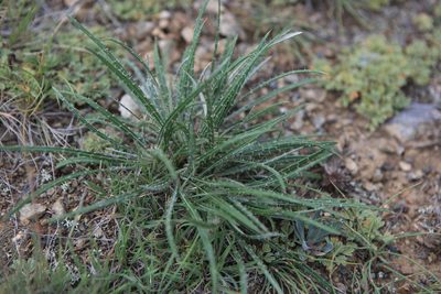 Ancathia igniaria, photographed by Нурхайдарова Татьяна