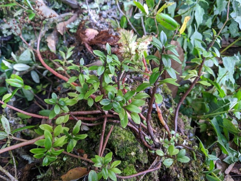 Sedum microsepalum, photographed by Cheng-Te Hsu