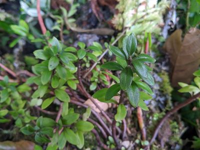 Sedum microsepalum, photographed by Cheng-Te Hsu