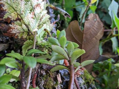 Sedum microsepalum, photographed by Cheng-Te Hsu