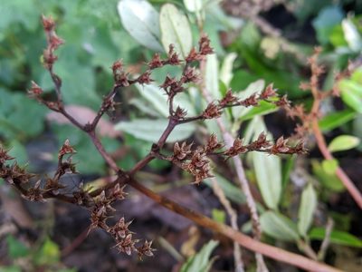 Sedum microsepalum, photographed by Cheng-Te Hsu