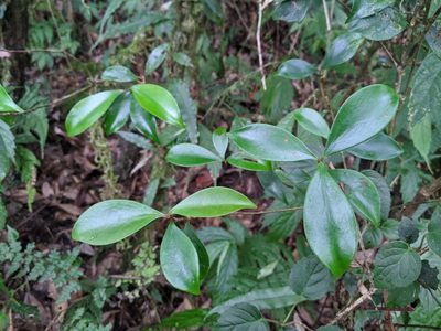 Ternstroemia gymnanthera, photographed by Cheng-Te Hsu