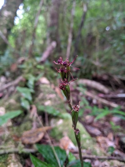 Liparis nervosa, photographed by Cheng-Te Hsu