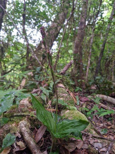 Liparis nervosa, photographed by Cheng-Te Hsu