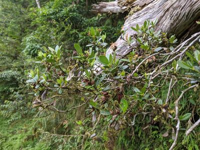 Rhododendron kawakamii, photographed by Cheng-Te Hsu