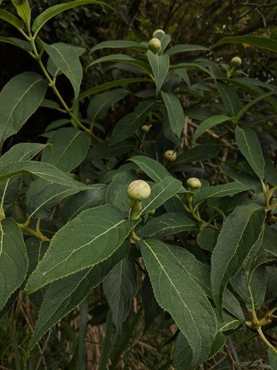 Hydrangea longifolia, photographed by Cheng-Te Hsu