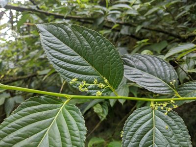 Perrottetia arisanensis, photographed by Cheng-Te Hsu