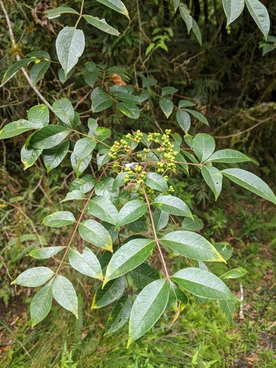Tetradium glabrifolium, photographed by Cheng-Te Hsu
