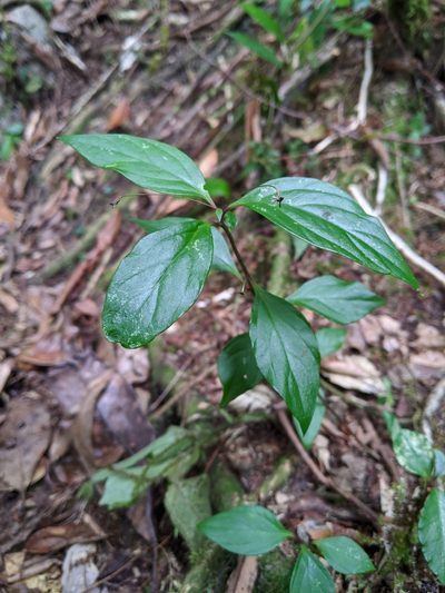 Lysimachia ardisioides, photographed by Cheng-Te Hsu