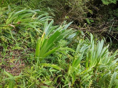 Iris formosana, photographed by Cheng-Te Hsu