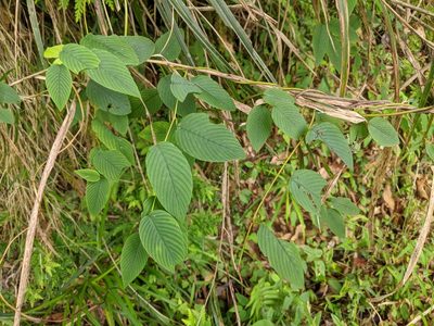 Berchemia floribunda, photographed by Cheng-Te Hsu