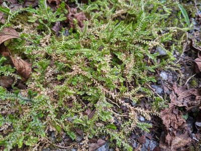 Selaginella remotifolia, photographed by Cheng-Te Hsu