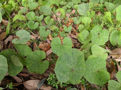Petasites formosanus, photographed by Cheng-Te Hsu