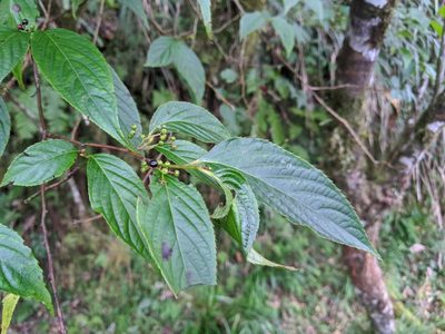 Perrottetia arisanensis, photographed by Cheng-Te Hsu