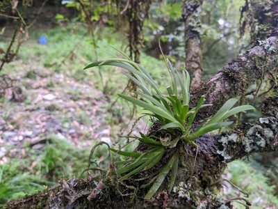 Oberonia caulescens, photographed by Cheng-Te Hsu