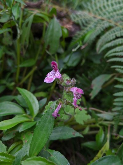 Suzukia shikikunensis, photographed by Cheng-Te Hsu