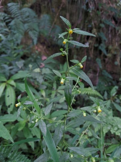 Carpesium divaricatum, photographed by Cheng-Te Hsu