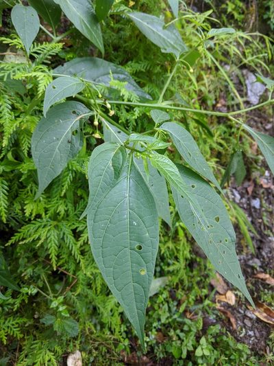 Tubocapsicum anomalum, photographed by Cheng-Te Hsu