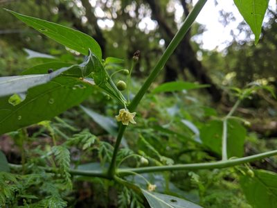 Tubocapsicum anomalum, photographed by Cheng-Te Hsu