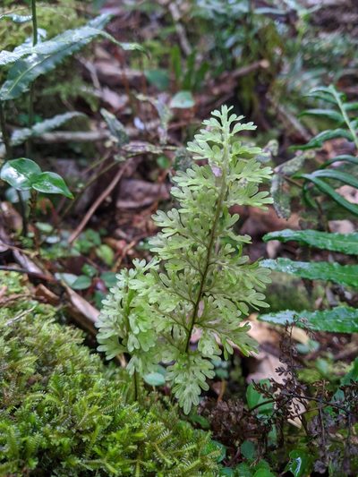 Hymenophyllum badium, photographed by Cheng-Te Hsu