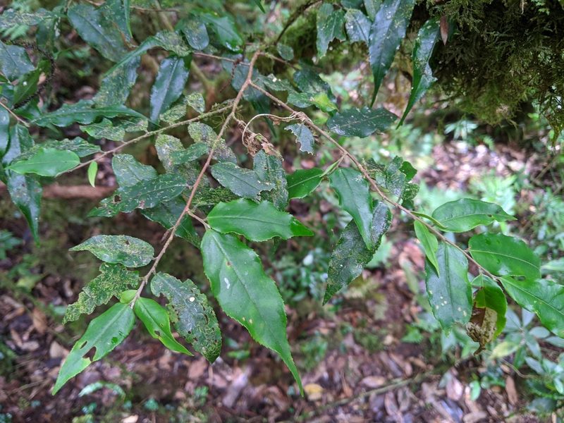 Camellia caudata, photographed by Cheng-Te Hsu